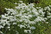 Bertrams-Garbe 'Diadem' - Achillea ptarmica 'Diadem'