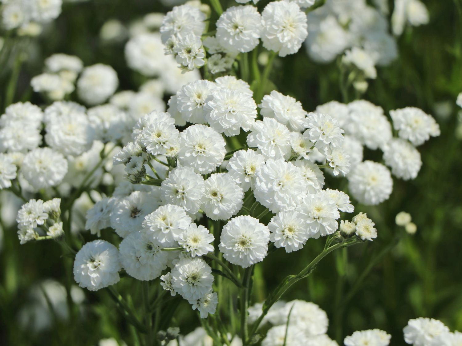 Bertrams-Garbe 'Diadem' - Achillea ptarmica 'Diadem'