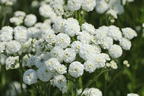 Bertrams-Garbe 'Diadem' - Achillea ptarmica 'Diadem'