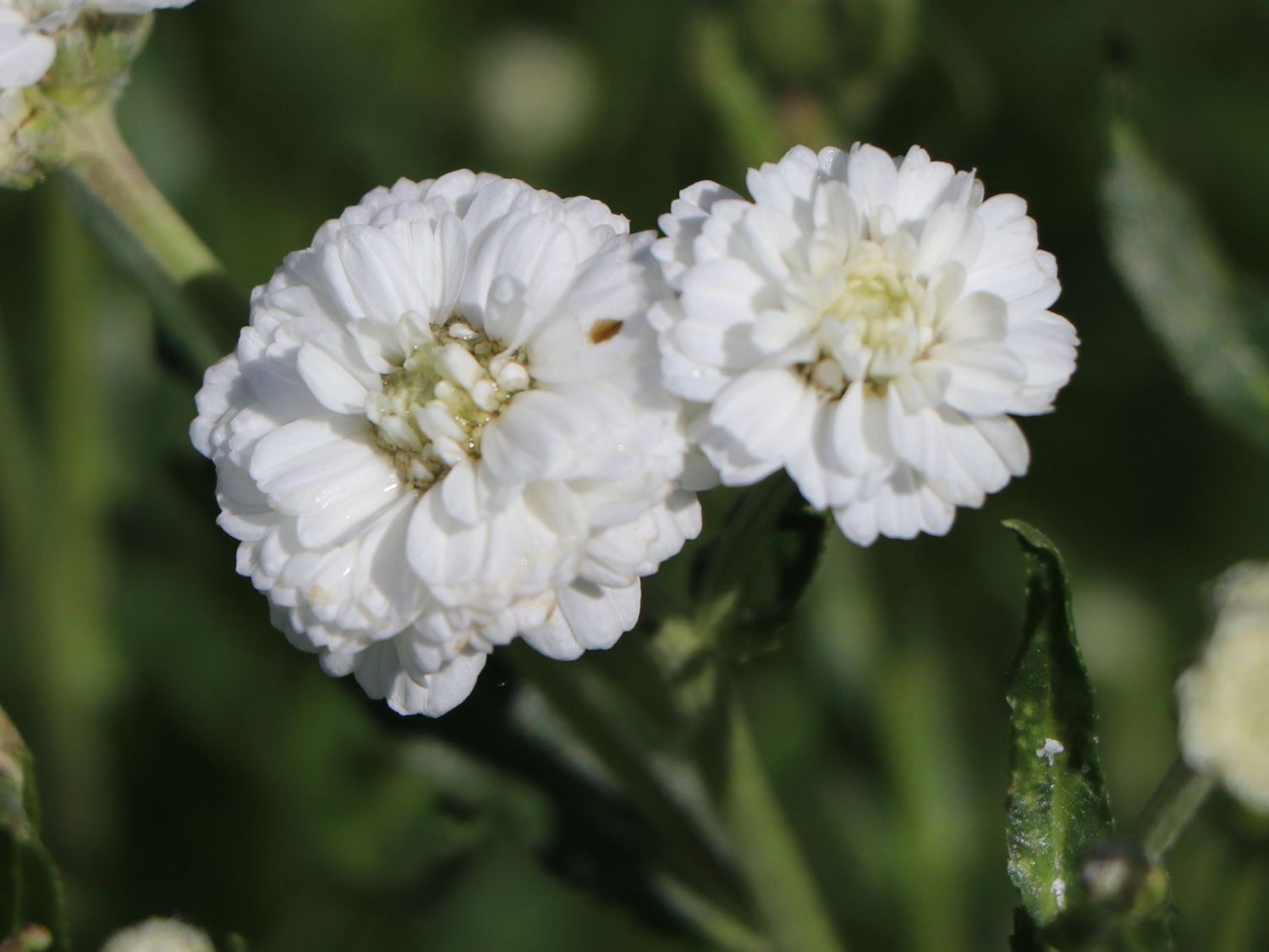 Bertrams-Garbe 'Diadem' - Achillea ptarmica 'Diadem'