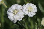 Bertrams-Garbe 'Diadem' - Achillea ptarmica 'Diadem'
