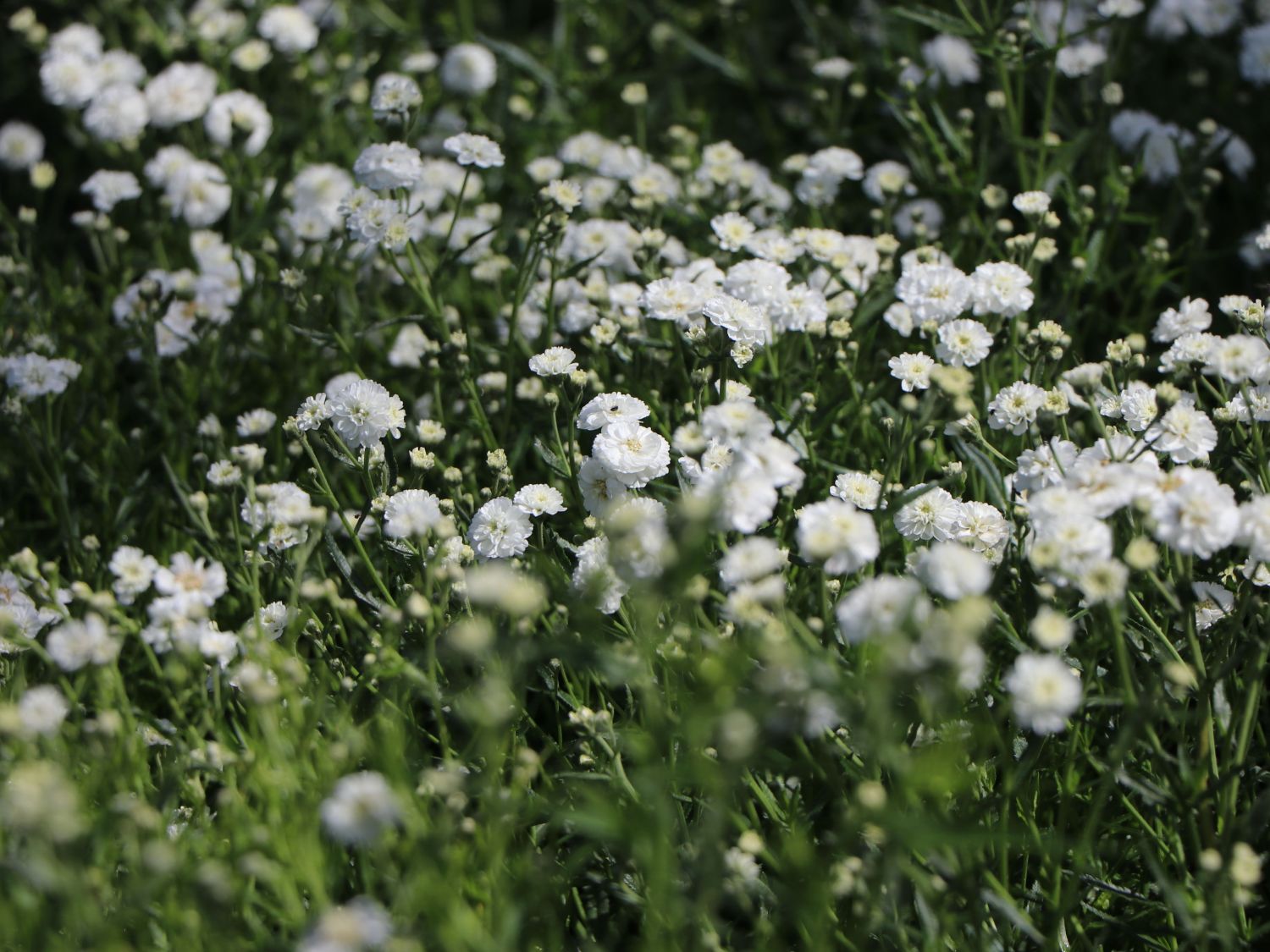 Bertrams-Garbe 'Diadem' - Achillea ptarmica 'Diadem'