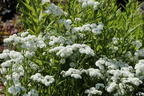 Bertrams-Garbe 'Diadem' - Achillea ptarmica 'Diadem'