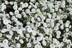 Bertrams-Garbe 'Diadem' - Achillea ptarmica 'Diadem'