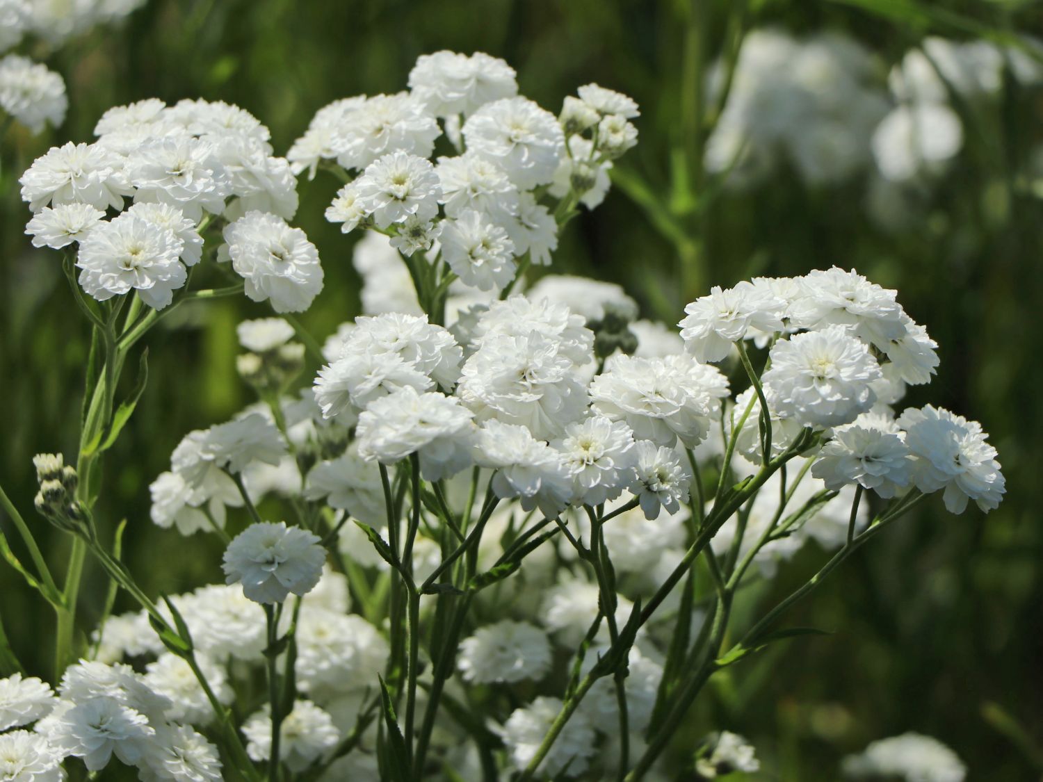 Bertrams-Garbe 'Diadem' - Achillea ptarmica 'Diadem'