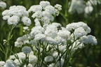 Bertrams-Garbe 'Diadem' - Achillea ptarmica 'Diadem'