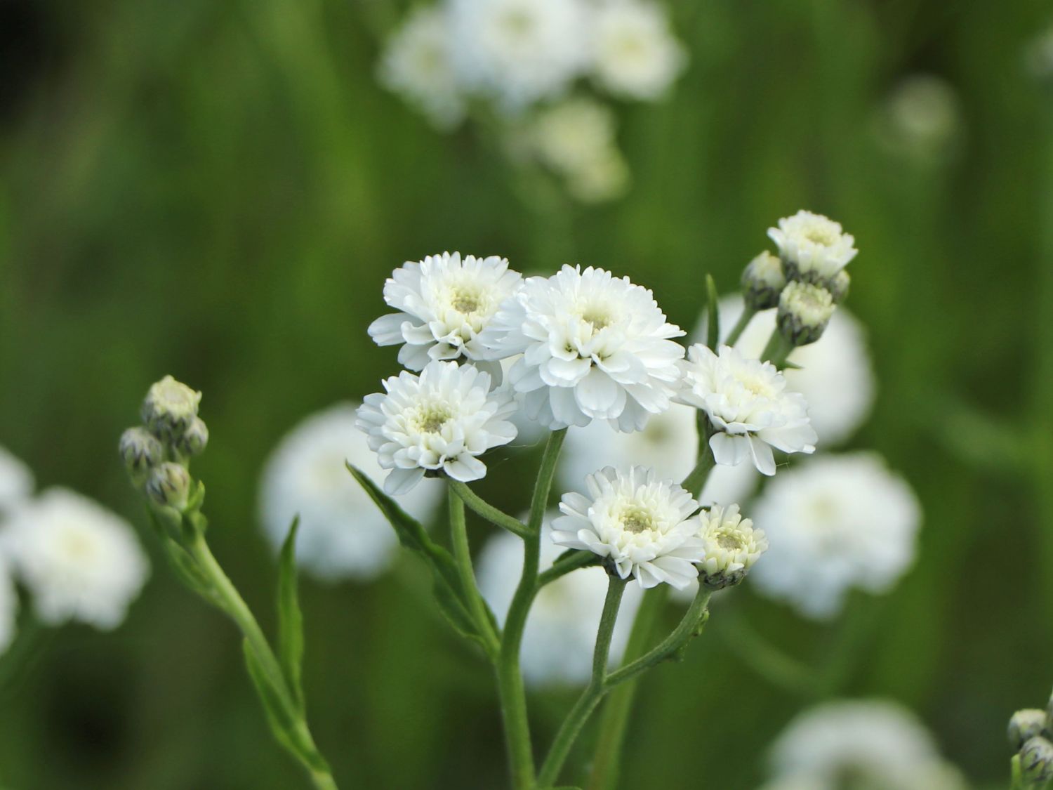 Bertrams-Garbe 'Diadem' - Achillea ptarmica 'Diadem'
