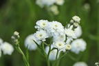 Bertrams-Garbe 'Diadem' - Achillea ptarmica 'Diadem'
