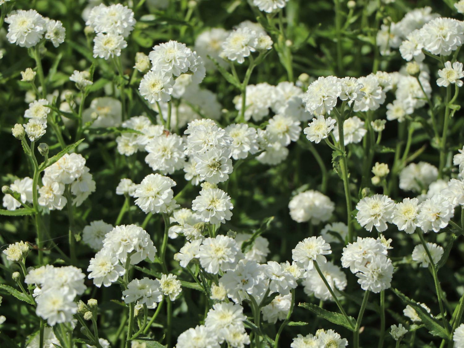 Bertrams-Garbe 'Diadem' - Achillea ptarmica 'Diadem'