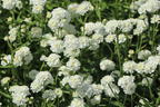 Bertrams-Garbe 'Diadem' - Achillea ptarmica 'Diadem'