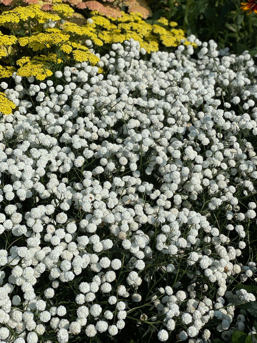Bertrams-Garbe 'Peter Cottontail' - Achillea ptarmica 'Peter Cottontail'