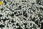 Bertrams-Garbe 'Peter Cottontail' - Achillea ptarmica 'Peter Cottontail'