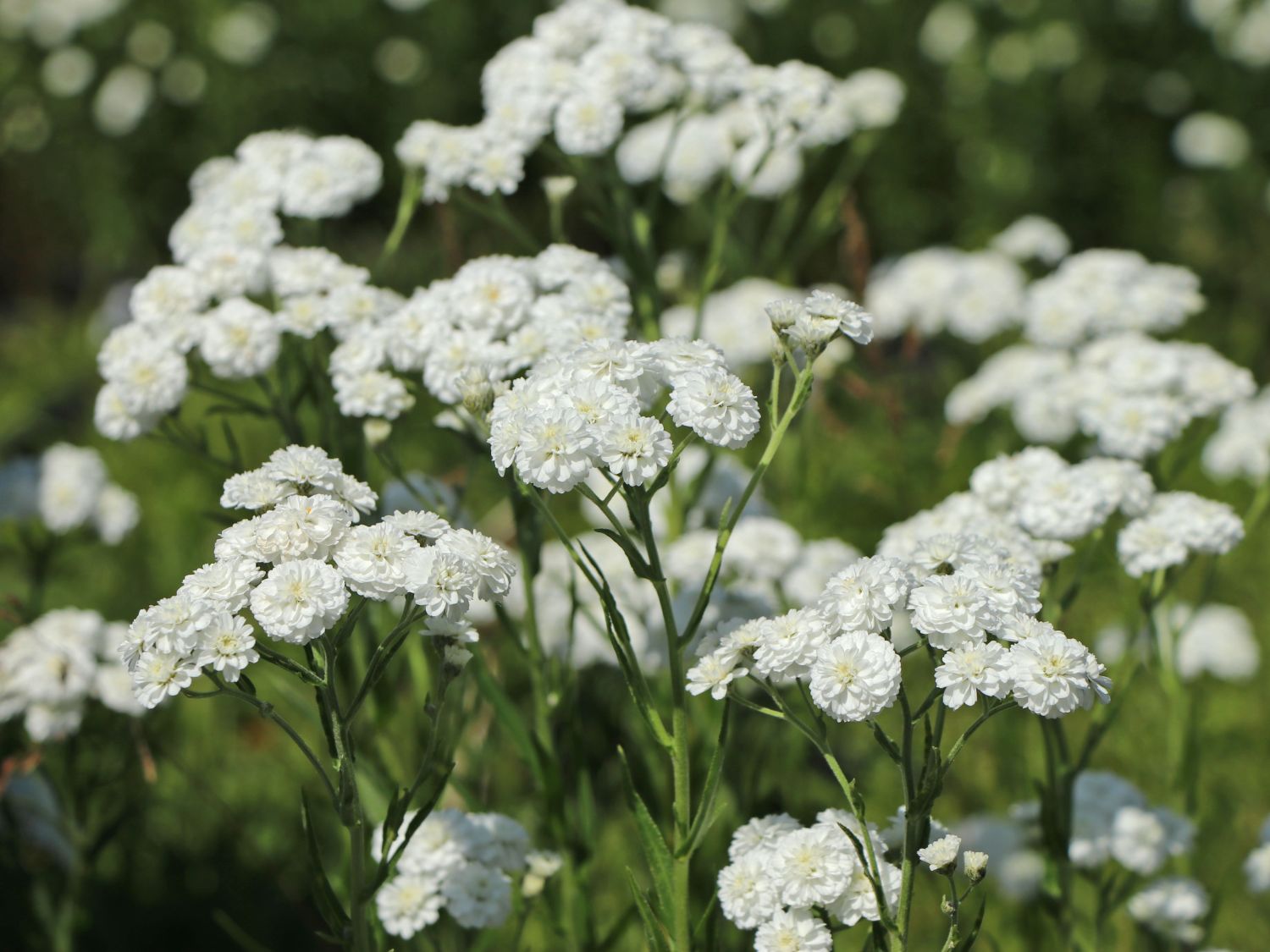 Bertrams-Garbe 'Peter Cottontail' - Achillea ptarmica 'Peter Cottontail'