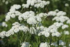 Bertrams-Garbe 'Peter Cottontail' - Achillea ptarmica 'Peter Cottontail'