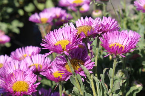 Strandkraut 'Sea Breeze' - Erigeron glaucus 'Sea Breeze'
