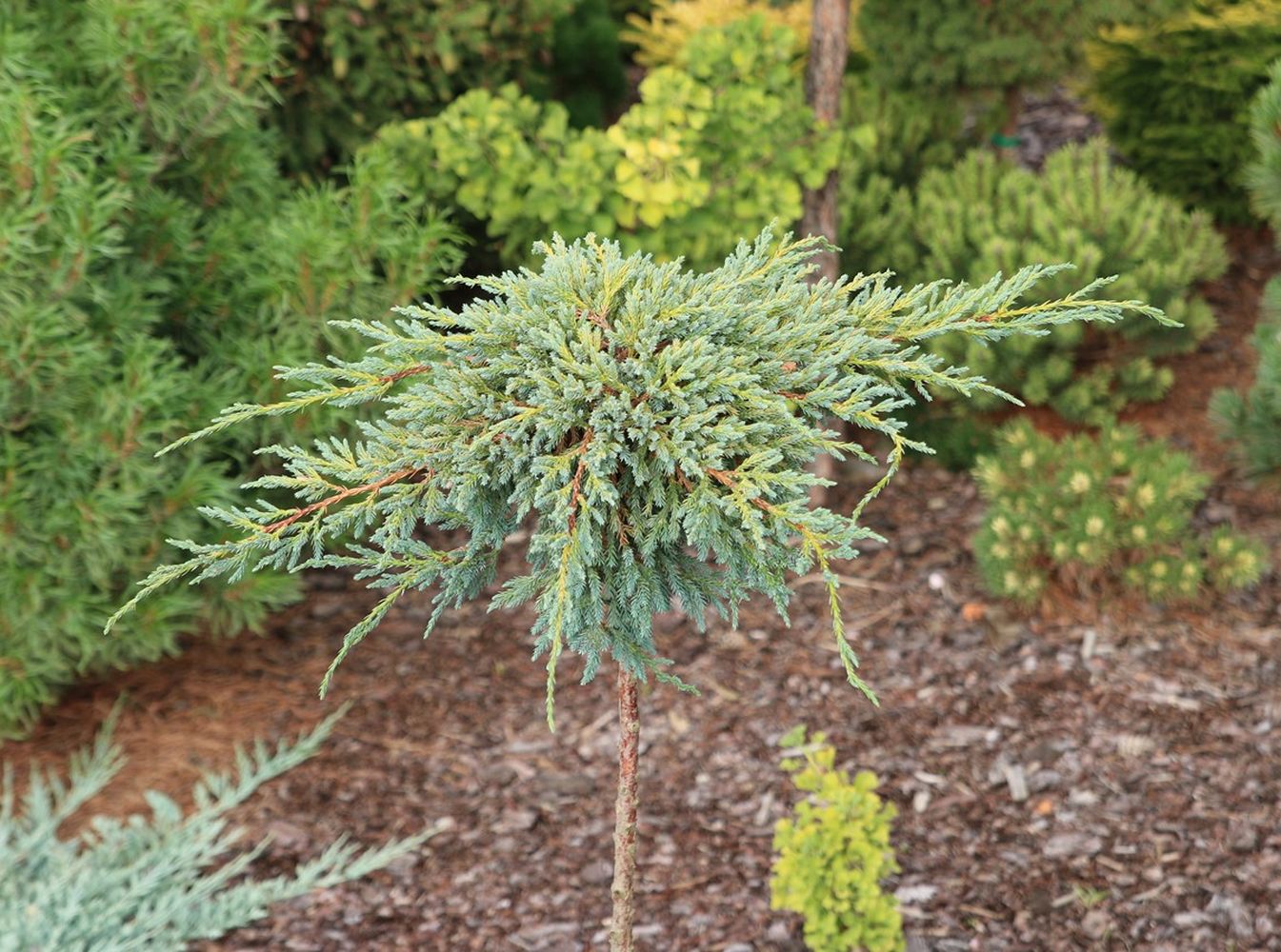 Beschuppter Wacholder 'Starfish'