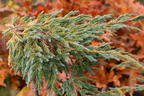 Beschuppter Wacholder 'Starfish' - Juniperus squamata 'Starfish'