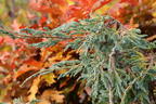 Beschuppter Wacholder 'Starfish' - Juniperus squamata 'Starfish'