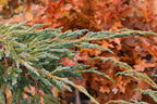 Beschuppter Wacholder 'Starfish' - Juniperus squamata 'Starfish'