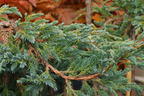 Beschuppter Wacholder 'Starfish' - Juniperus squamata 'Starfish'