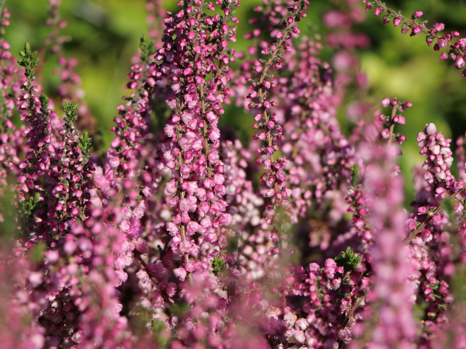 Besenheide 'Annemarie'