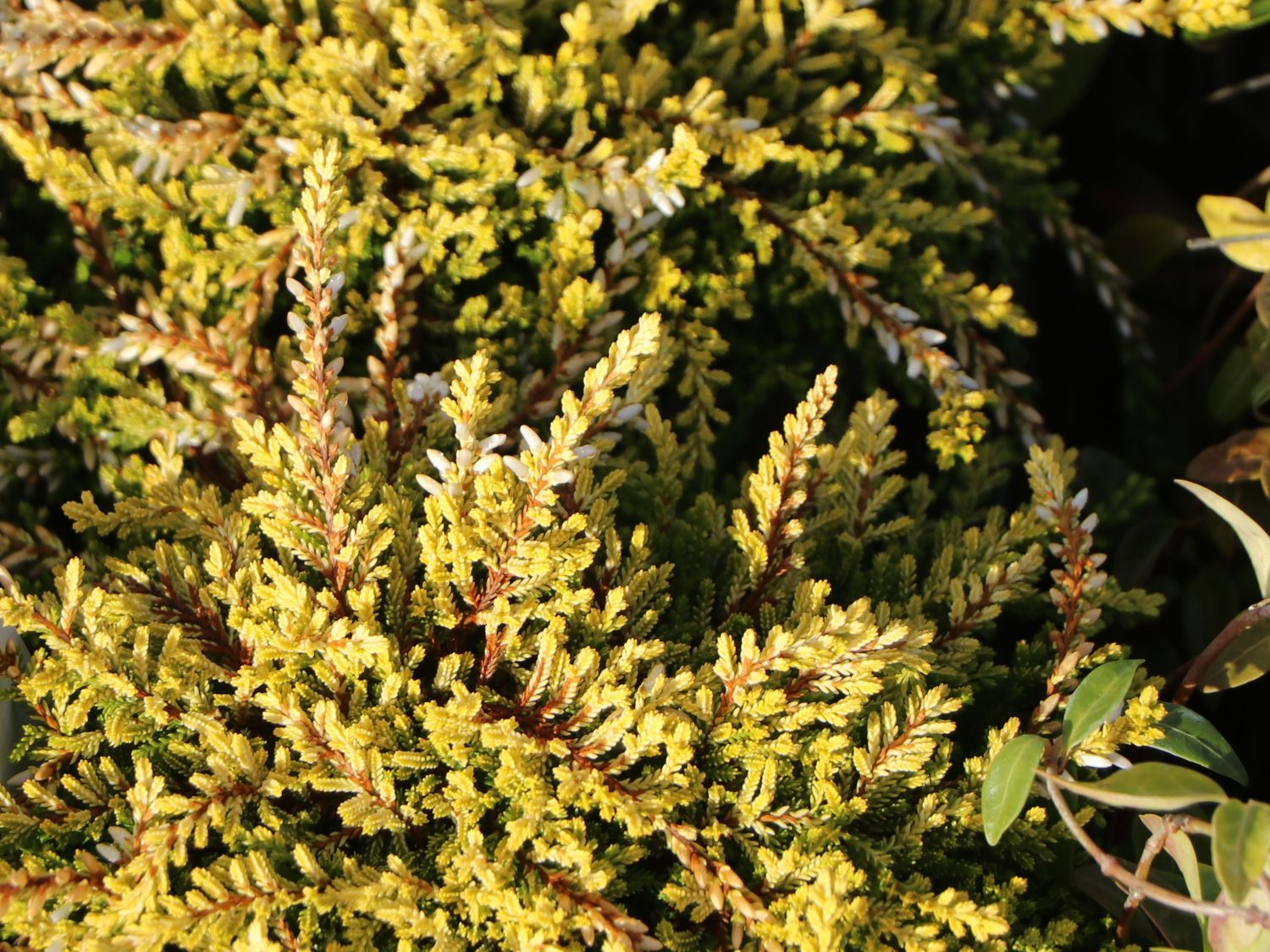 Besenheide Rasta Girls ® 'Netty' - Calluna vulgaris Rasta Girls ® 'Netty'