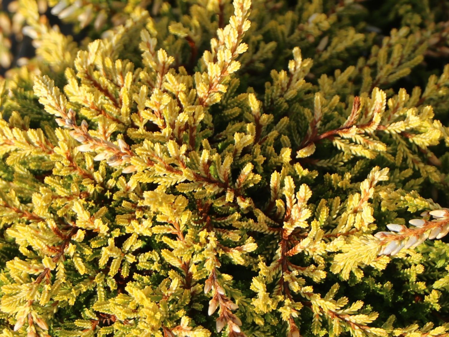Besenheide Rasta Girls ® 'Netty' - Calluna vulgaris Rasta Girls ® 'Netty'
