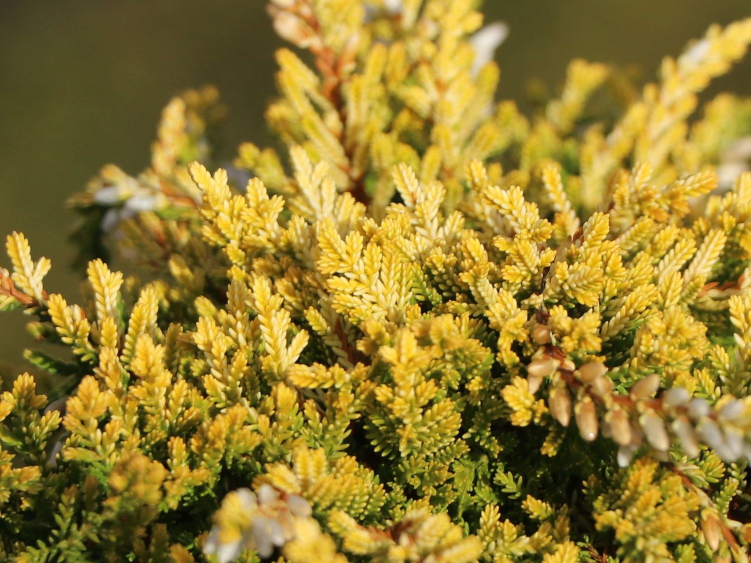 Besenheide Rasta Girls ® 'Netty' - Calluna vulgaris Rasta Girls ® 'Netty'