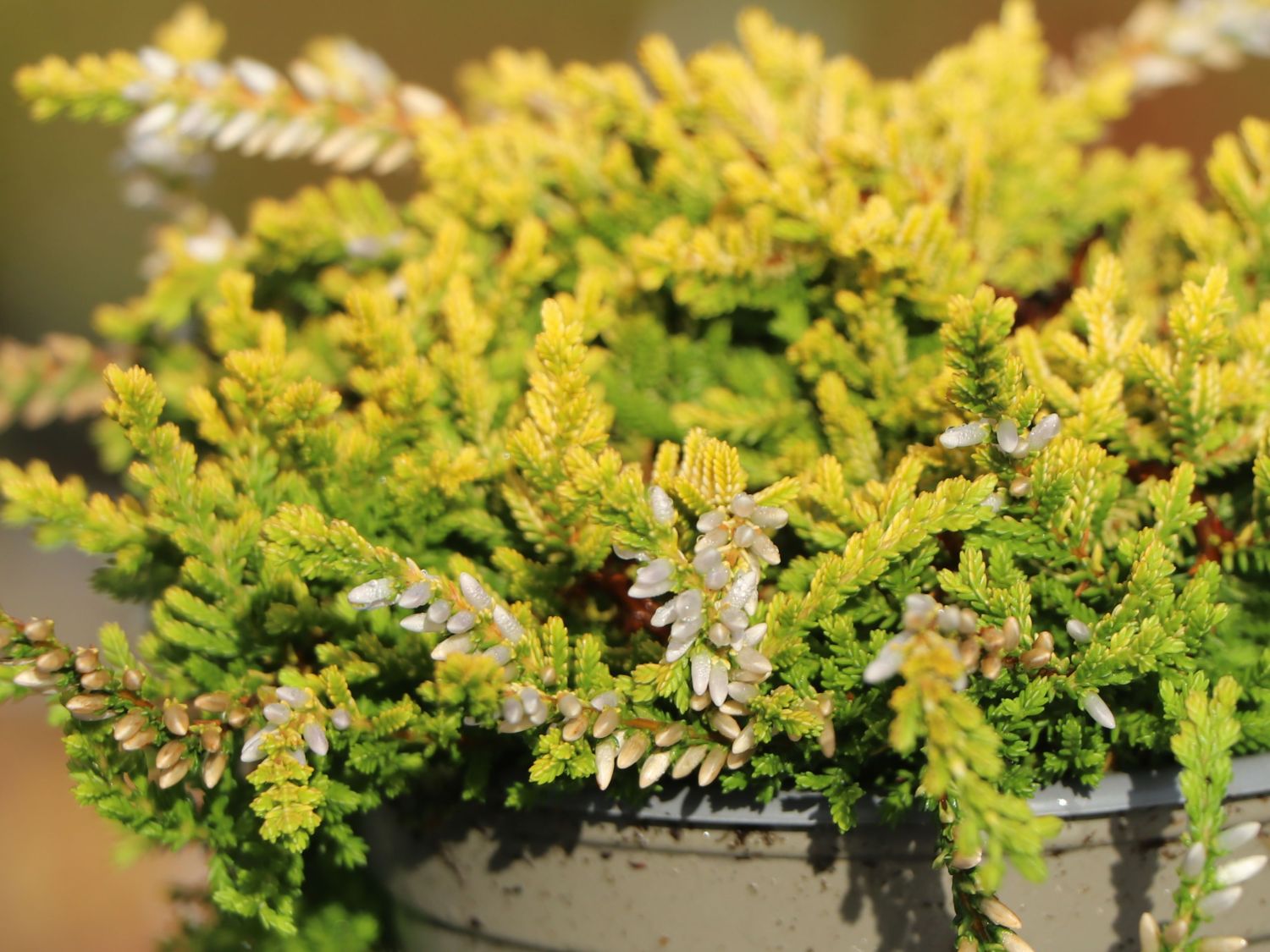 Besenheide Rasta Girls ® 'Netty' - Calluna vulgaris Rasta Girls ® 'Netty'