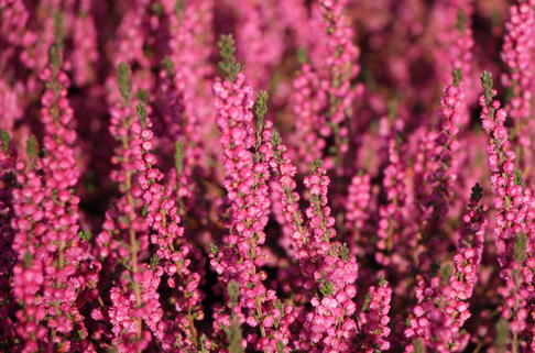 Besenheide 'Red Star' - Calluna vulgaris 'Red Star'