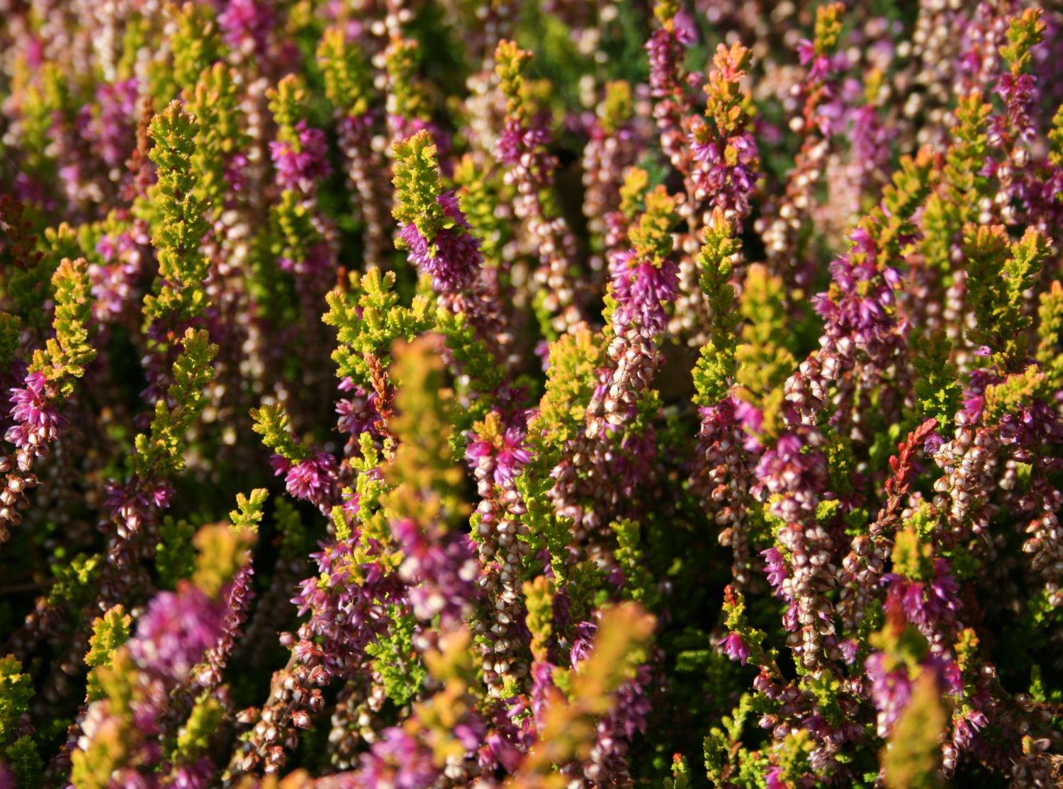 Besenheide 'Sir John Charrington'