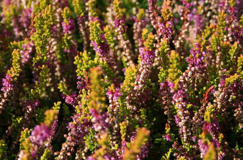 Besenheide 'Sir John Charrington' - Calluna vulgaris 'Sir John Charrington'