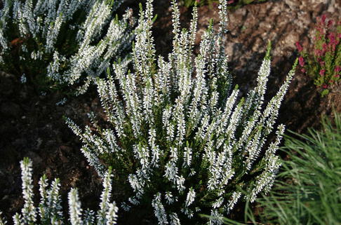 Besenheide / Sommerheide GardenGirls ® 'Alicia' - Calluna vulgaris GardenGirls ® 'Alicia'