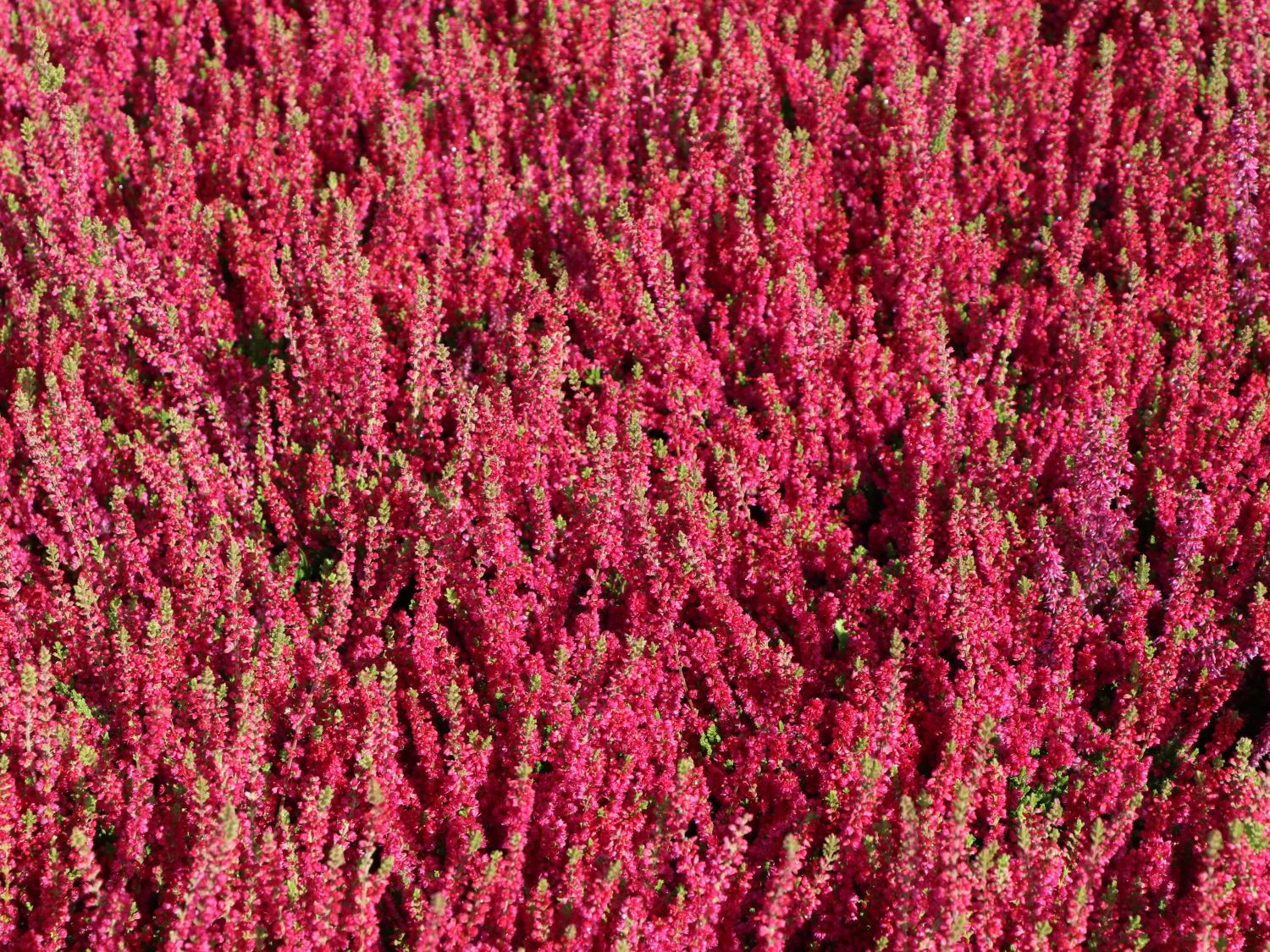 Besenheide / Sommerheide 'Dark Beauty'