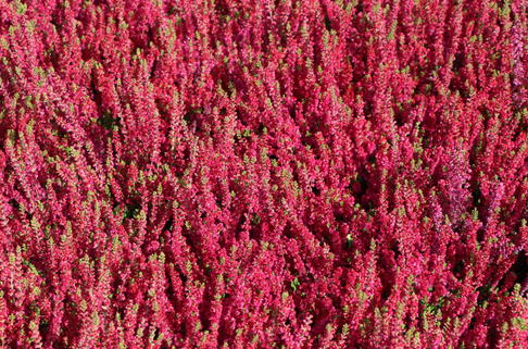 Besenheide / Sommerheide 'Dark Beauty' - Calluna vulgaris 'Dark Beauty'