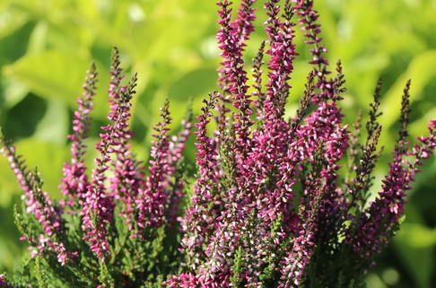 Besenheide / Sommerheide Gardengirls ® 'Amethyst' - Calluna vulgaris Gardengirls ® 'Amethyst'