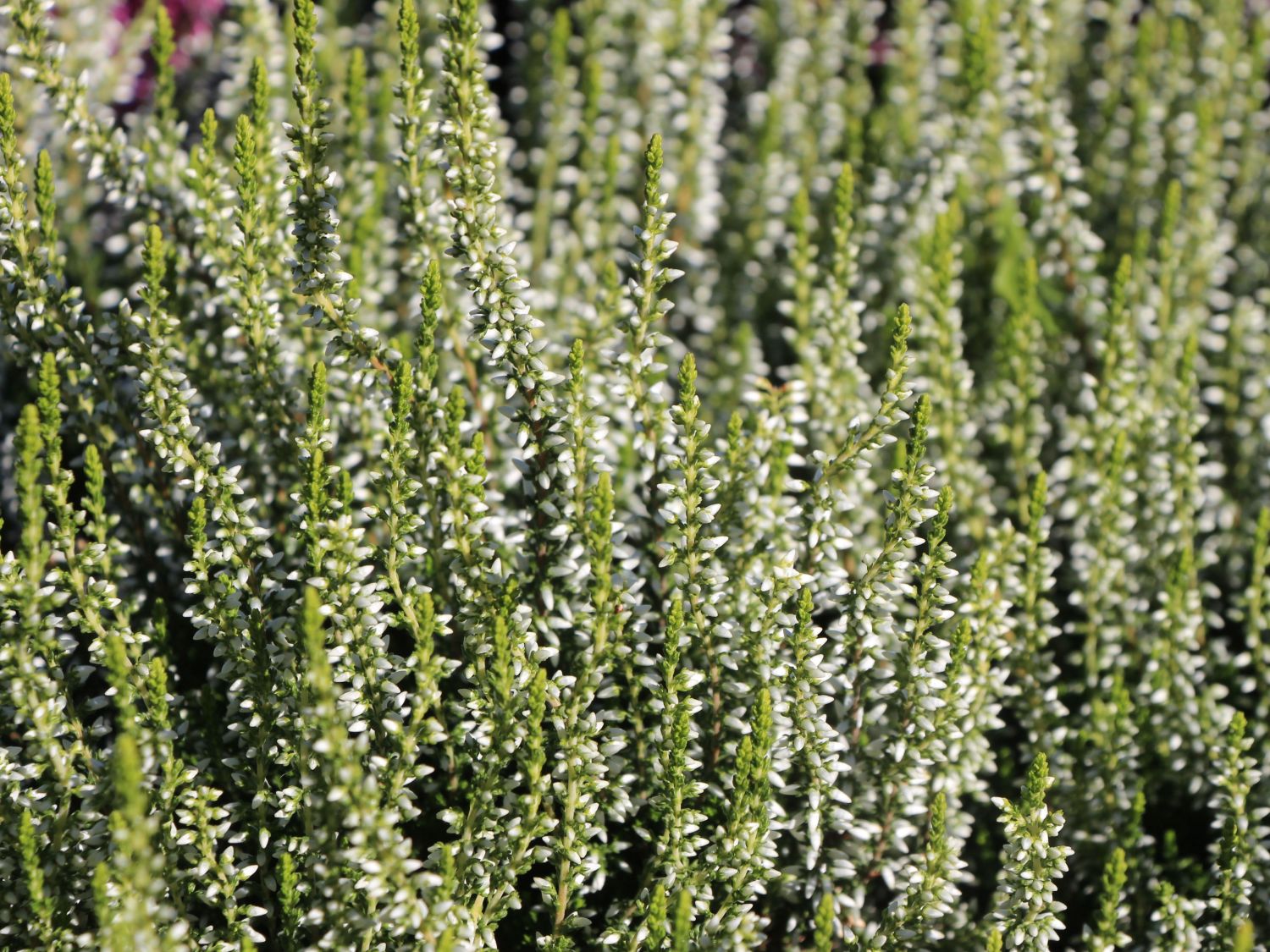 Besenheide / Sommerheide 'Helena'