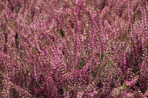 Besenheide / Sommerheide 'Marlies' - Calluna vulgaris 'Marlies'