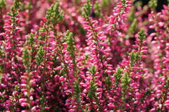 Besenheide / Sommerheide 'Rosita'