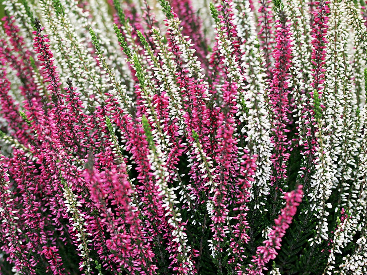Heidekraut (Calluna)
