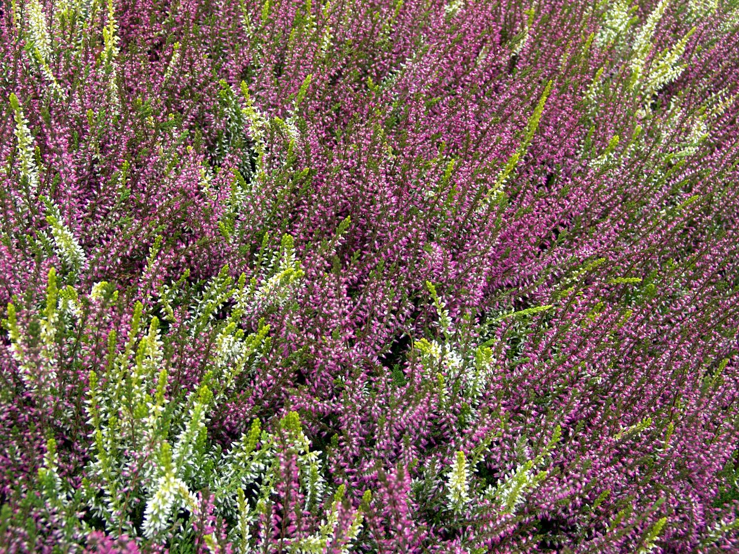 Besenheide 'Twingirls' ®