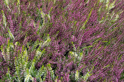 Besenheide 'Twingirls' ® - Calluna vulgaris 'Twingirls' ®