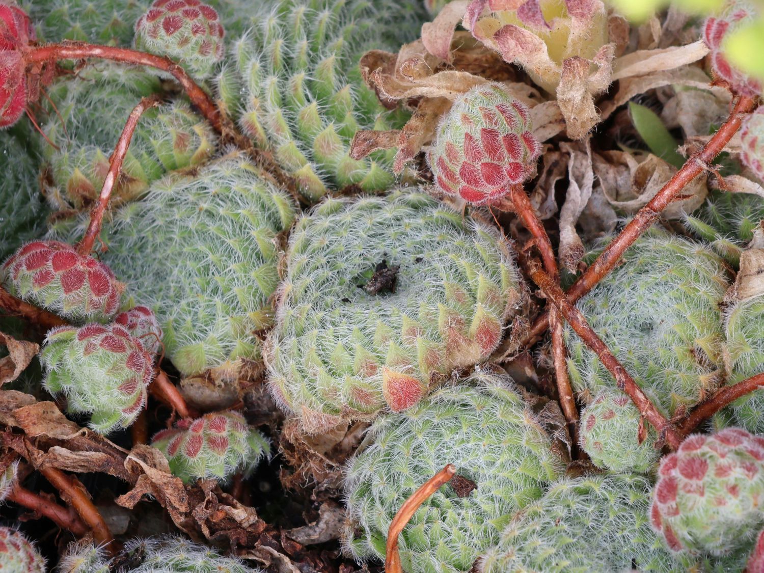 Bewimperte Kugel-Steinrose 'Borisii'
