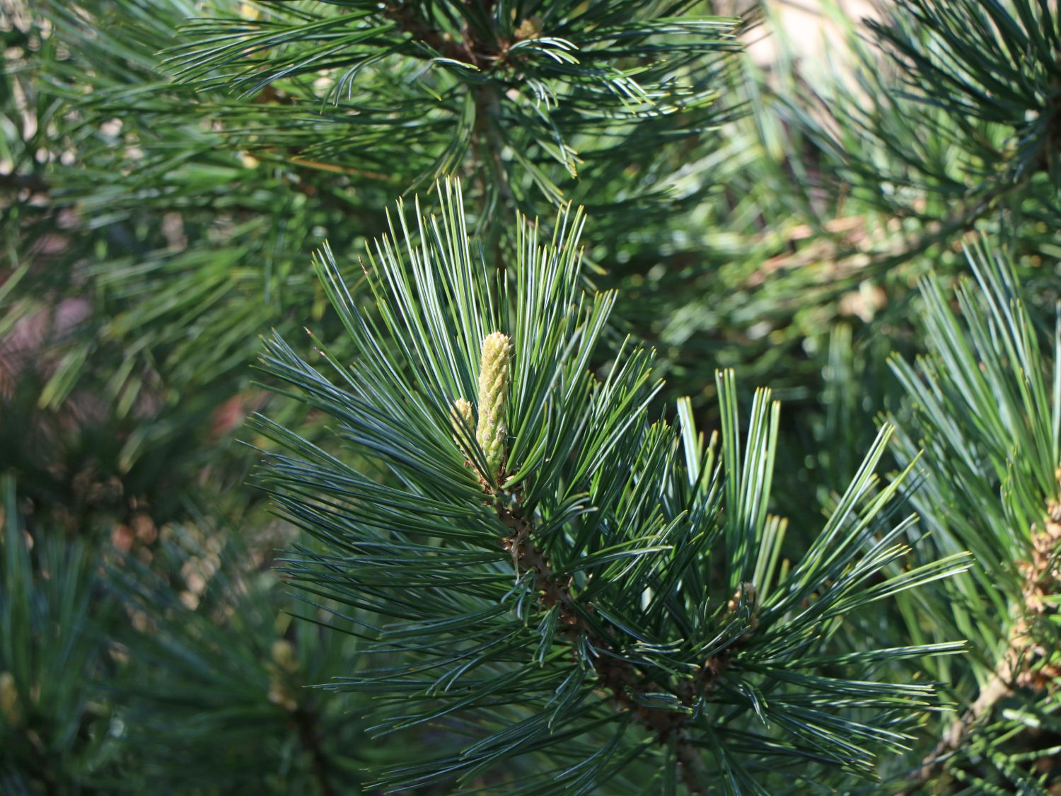 Biegsame Kiefer 'Vanderwolf's Pyramid'
