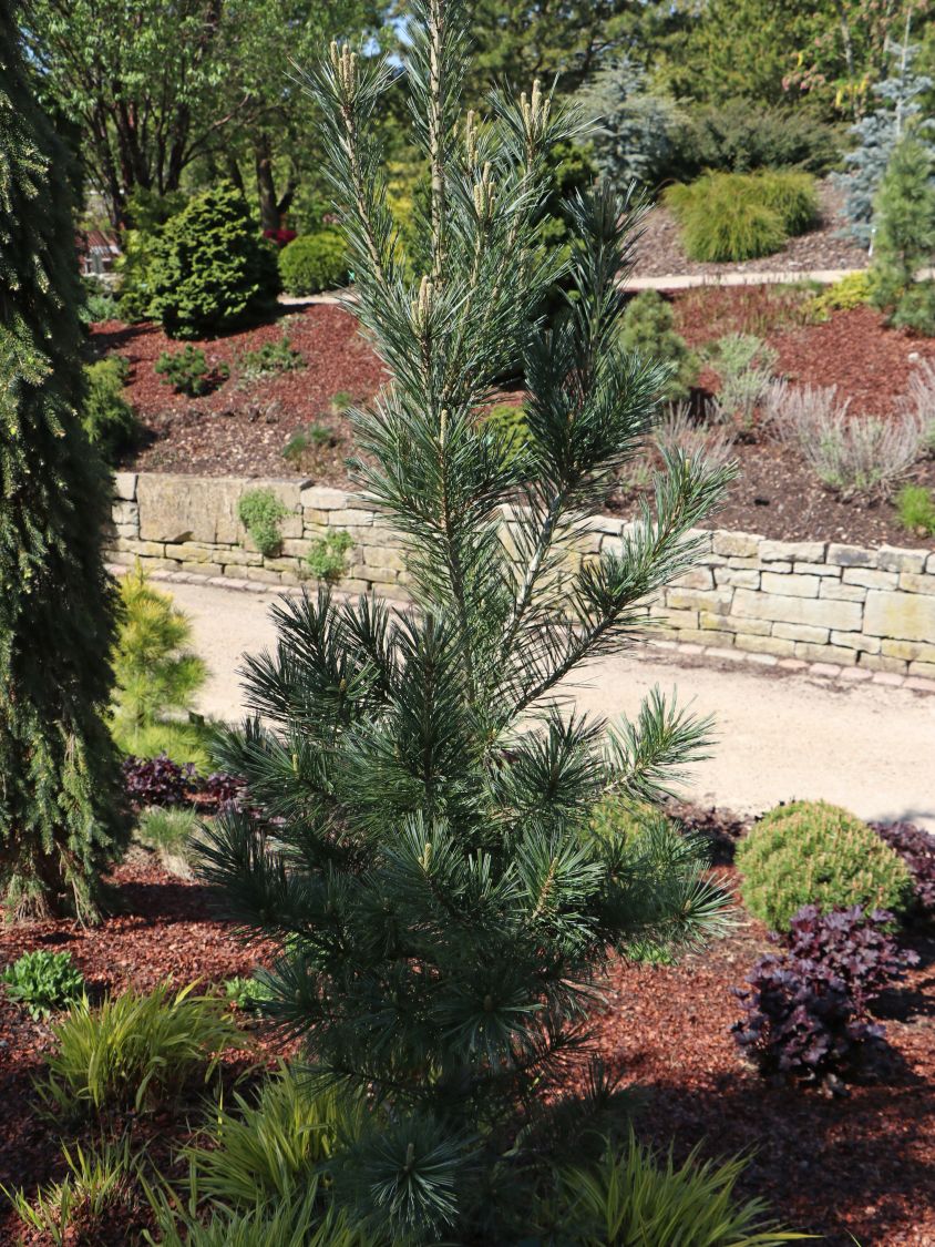 Biegsame Kiefer 'Vanderwolf's Pyramid' - Pinus flexilis 'Vanderwolf's Pyramid'