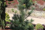 Biegsame Kiefer 'Vanderwolf's Pyramid' - Pinus flexilis 'Vanderwolf's Pyramid'