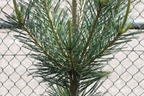 Biegsame Kiefer 'Vanderwolf's Pyramid' - Pinus flexilis 'Vanderwolf's Pyramid'