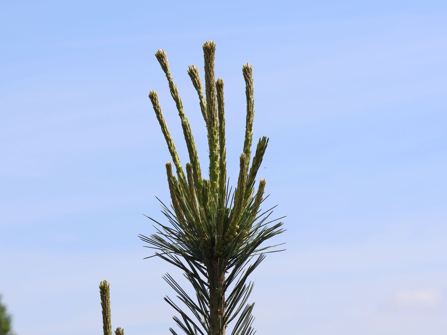 Biegsame Kiefer 'Vanderwolf's Pyramid' - Pinus flexilis 'Vanderwolf's Pyramid'