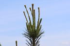 Biegsame Kiefer 'Vanderwolf's Pyramid' - Pinus flexilis 'Vanderwolf's Pyramid'