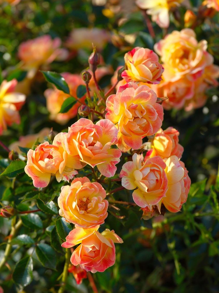 Bodendecker-Rose 'Bienenweide ® Fruity' - Rosa 'Bienenweide ® Fruity'